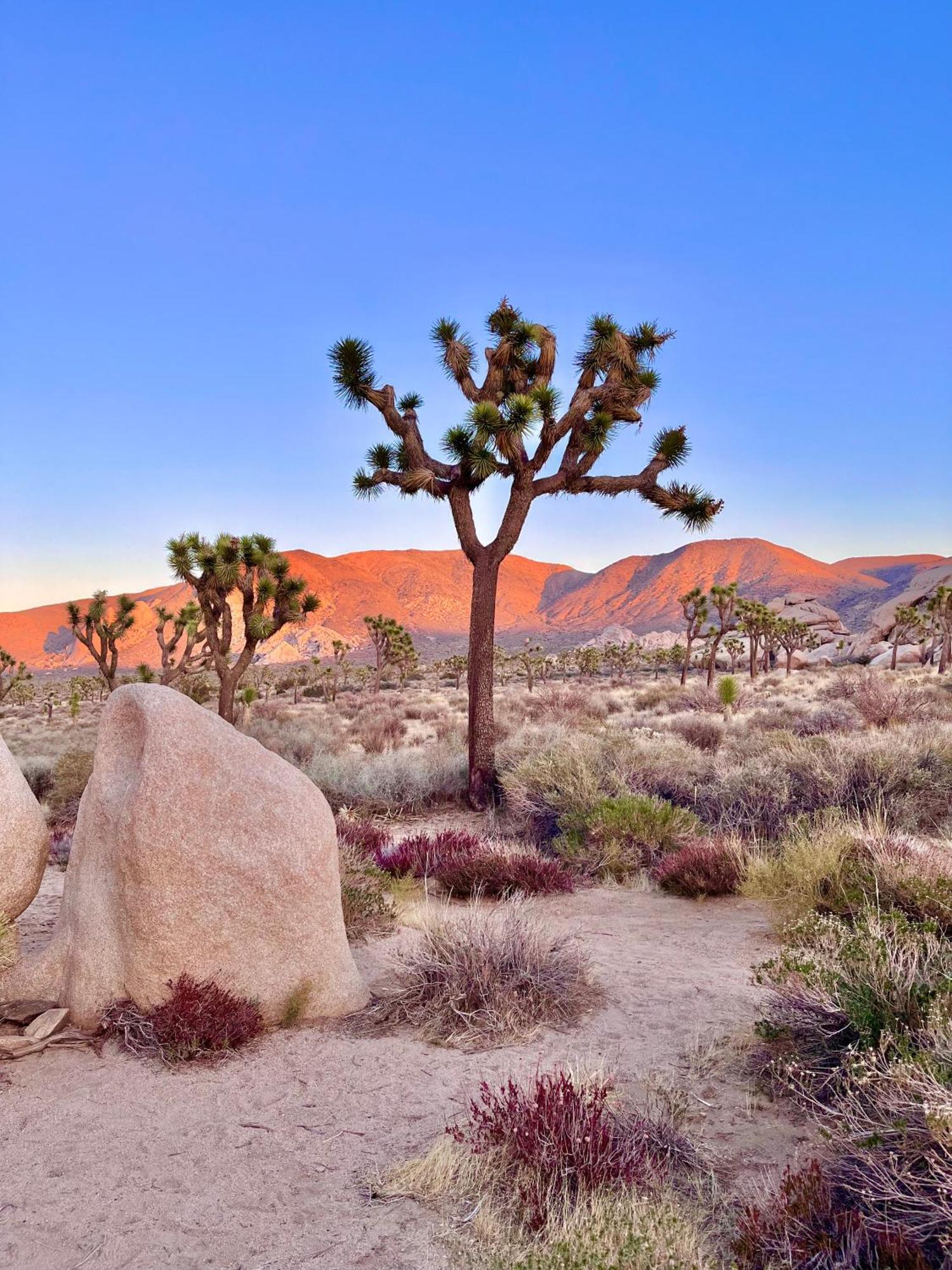 Вилла The Joshua Tree House Экстерьер фото