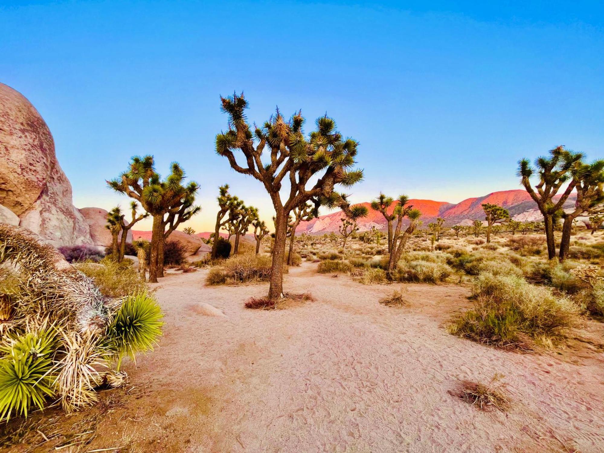 Вилла The Joshua Tree House Экстерьер фото