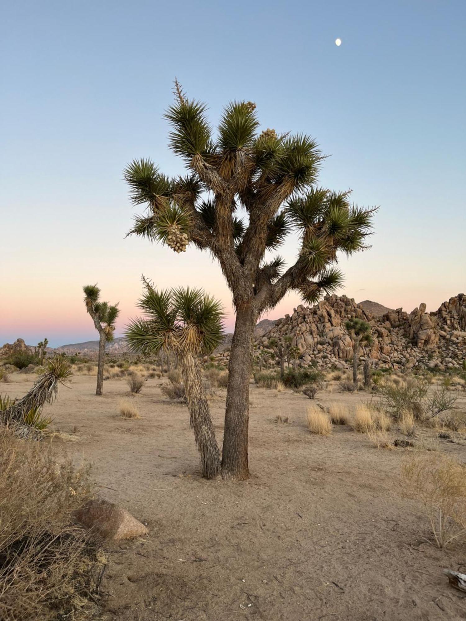 Вилла The Joshua Tree House Экстерьер фото