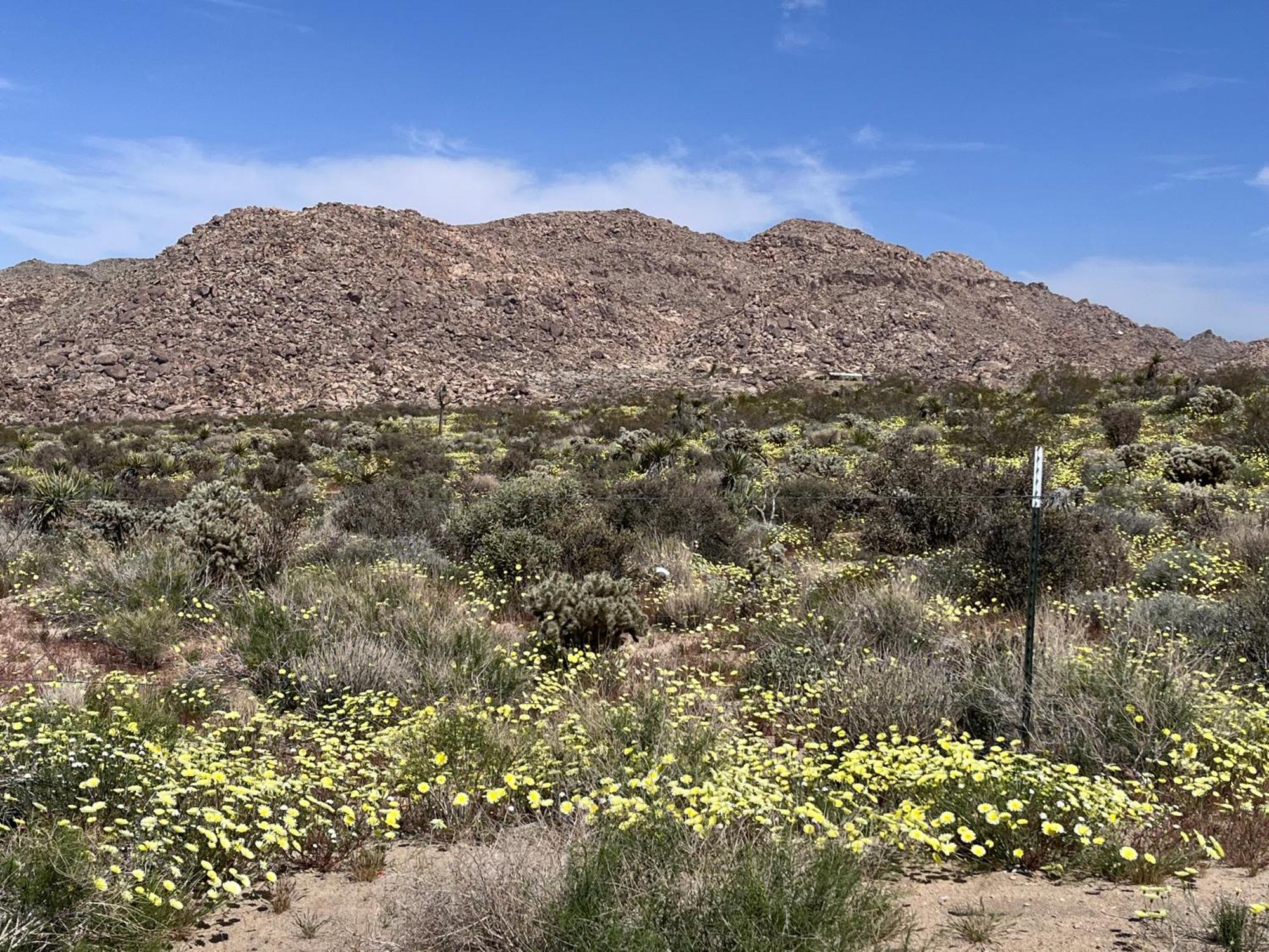 Вилла The Joshua Tree House Экстерьер фото