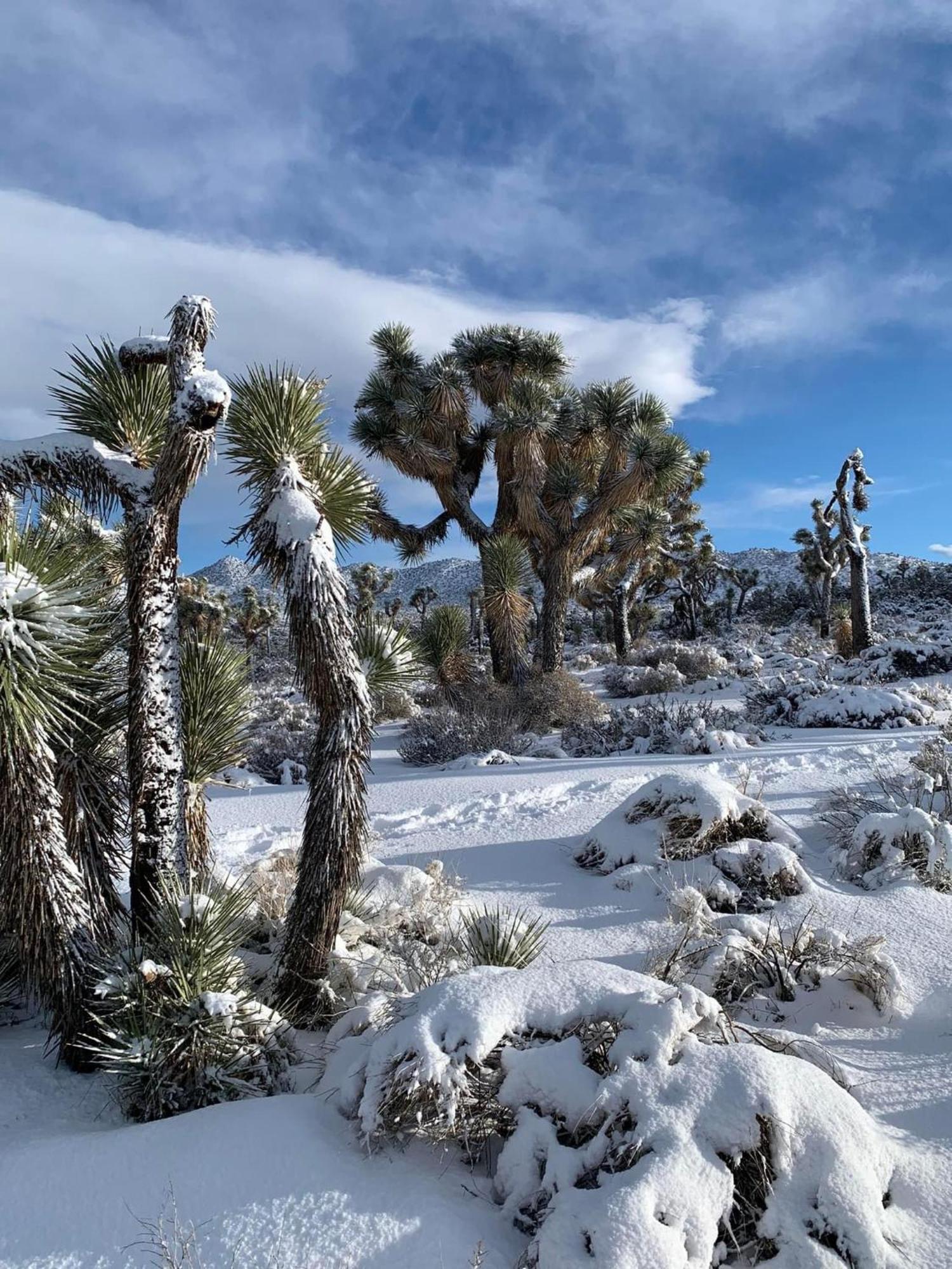 Вилла The Joshua Tree House Экстерьер фото