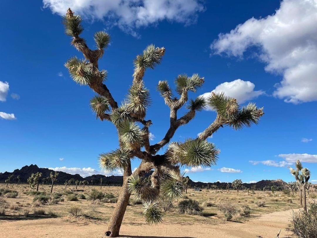 Вилла The Joshua Tree House Экстерьер фото