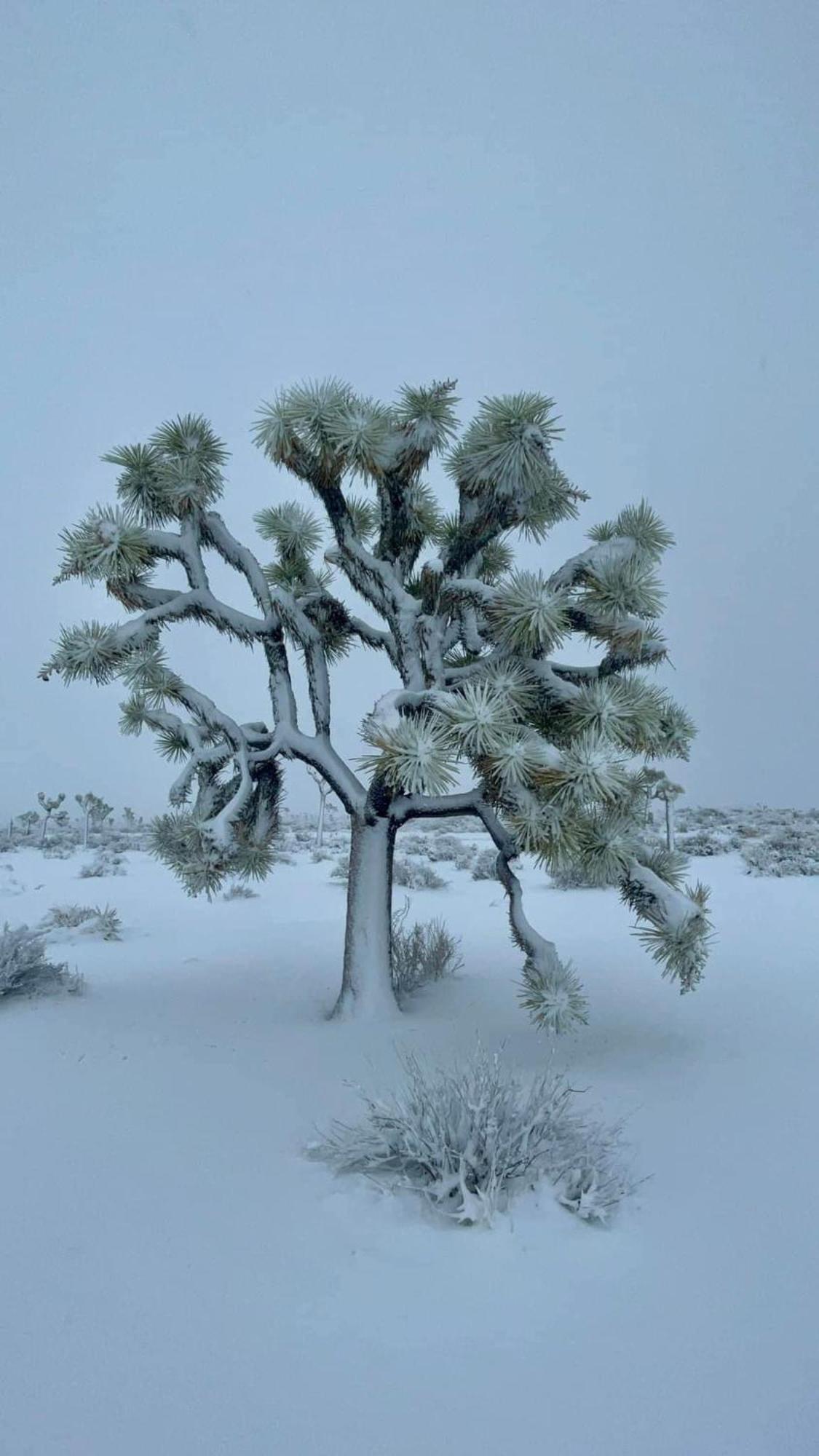 Вилла The Joshua Tree House Экстерьер фото